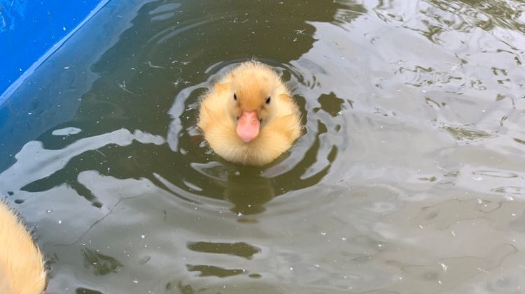 เป็ดคอลดั๊ก รูปที่ 14