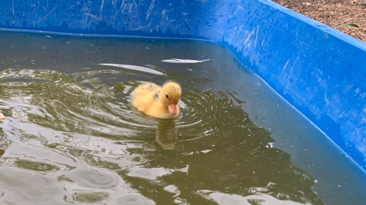 เป็ดคอลดั๊ก รูปที่ 9