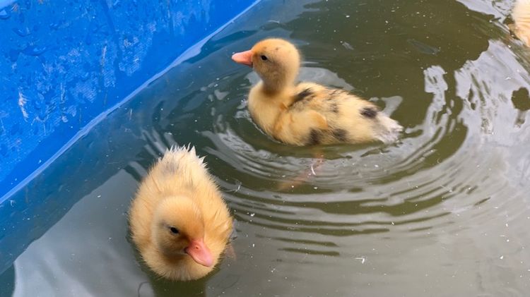 เป็ดคอลดั๊ก รูปที่ 7