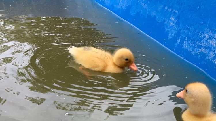 เป็ดคอลดั๊ก รูปที่ 15