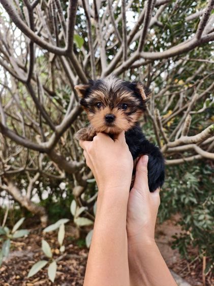 ยอร์คเชียร์เพศผู้ ไซส์เล็ก 