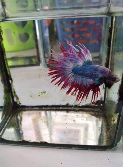 ปลากัดคราวเทล รูปที่ 2