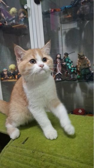 ต้าวน้อยเด็กชาย ส้มขาว รูปที่ 2