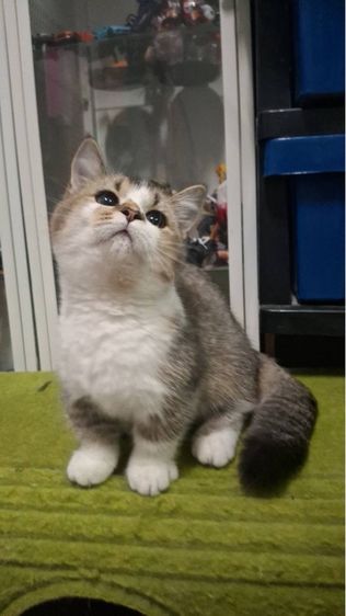 ต้าวน้อยเด็กชาย  ขาวส้ม รูปที่ 13