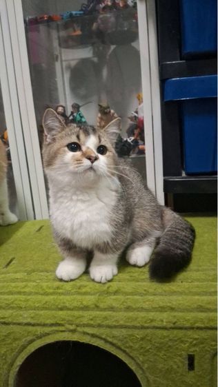 ต้าวน้อยเด็กชาย  ขาวส้ม รูปที่ 6