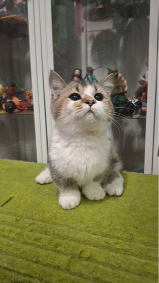 ต้าวน้อยเด็กชาย  ขาวส้ม รูปที่ 4