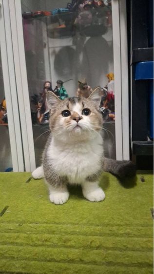 ต้าวน้อยเด็กชาย  ขาวส้ม รูปที่ 5