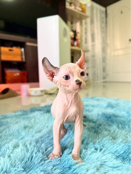 แมว สฟิงซ์ รูปที่ 4