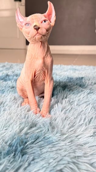 แมว สฟิงซ์ รูปที่ 12