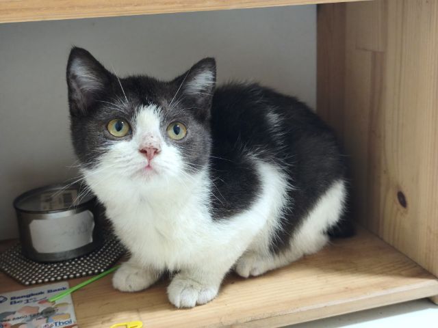 ผญ.สก็อตติชแท้ แบ่งเลี้ยง