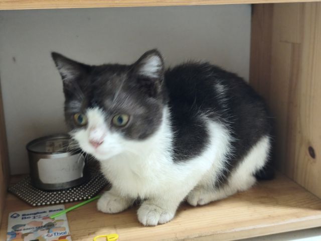 ผญ.สก็อตติชแท้ แบ่งเลี้ยง รูปที่ 7