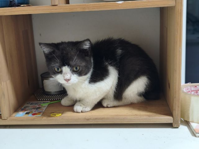 ผญ.สก็อตติชแท้ แบ่งเลี้ยง รูปที่ 9