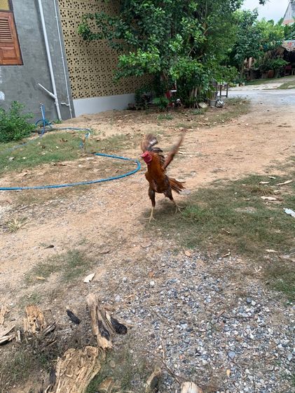ไก่นกแดง รูปที่ 5