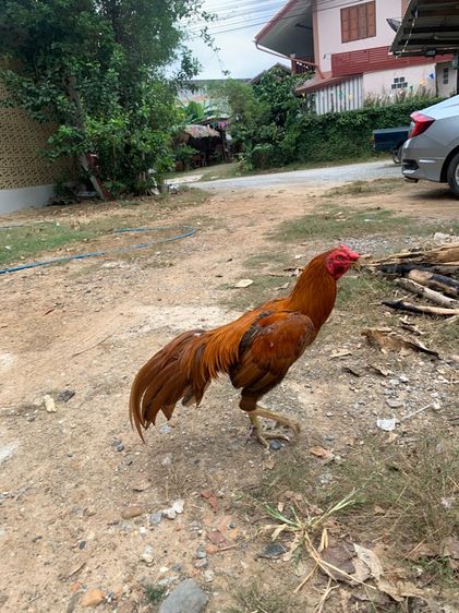 ไก่นกแดง รูปที่ 4