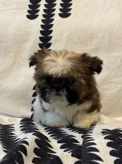 ชิสุห์ รูปที่ 3