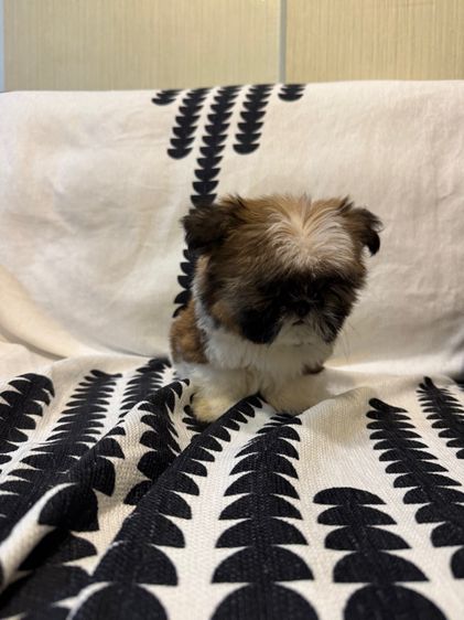 ชิสุห์ รูปที่ 4