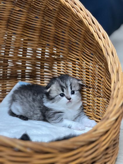 สก็อตติช โฟลด์ เด็กชายหูพับ😸