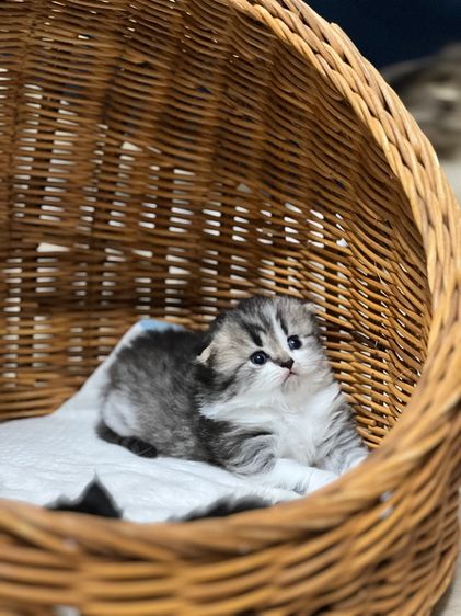 สก็อตติช โฟลด์ เด็กชายหูพับ😸 รูปที่ 3