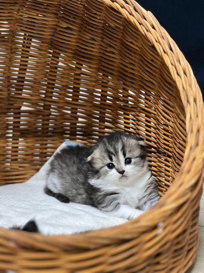 สก็อตติช โฟลด์ เด็กชายหูพับ😸 รูปที่ 2