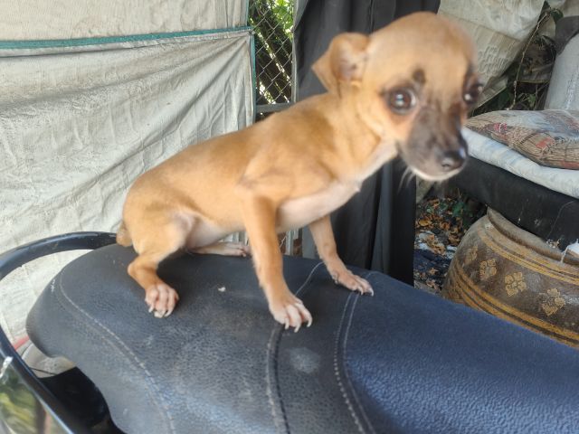 ชิวาวา (Chihuahua) เล็ก ชิวาวา หลุดจอง