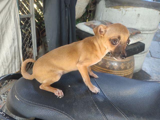 ชิวาวา หลุดจอง รูปที่ 4