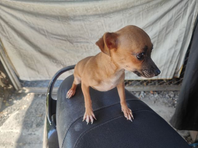 ชิวาวา หลุดจอง รูปที่ 2