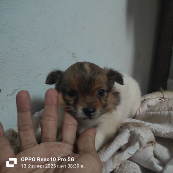 ชิวาวา (Chihuahua) เล็ก ชิวาวา