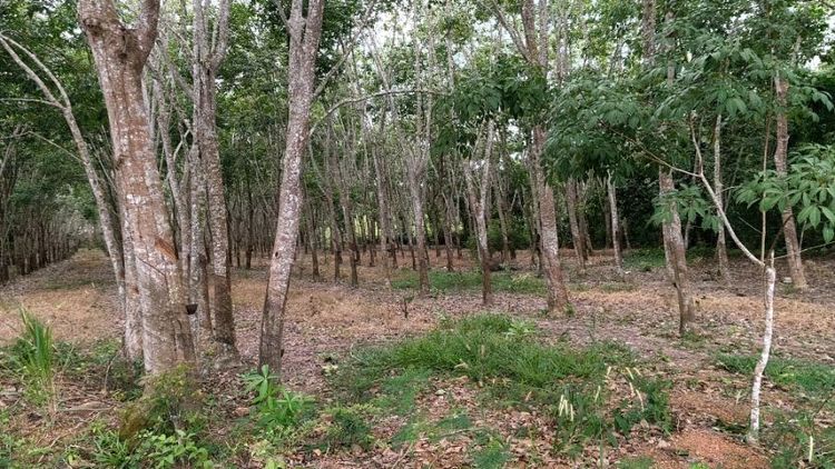 ใช่ ที่ดินสวย ใกล้โรงเรียนและเส้นเลี่ยงเมือง รูปที่ 3