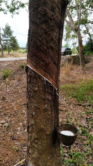 ใช่ ที่ดินสวย ใกล้โรงเรียนและเส้นเลี่ยงเมือง รูปที่ 4