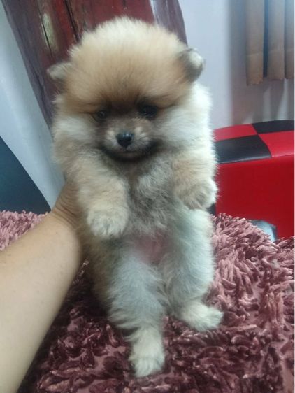 ปอมแท้ปอมสวยสระบุรี รูปที่ 2