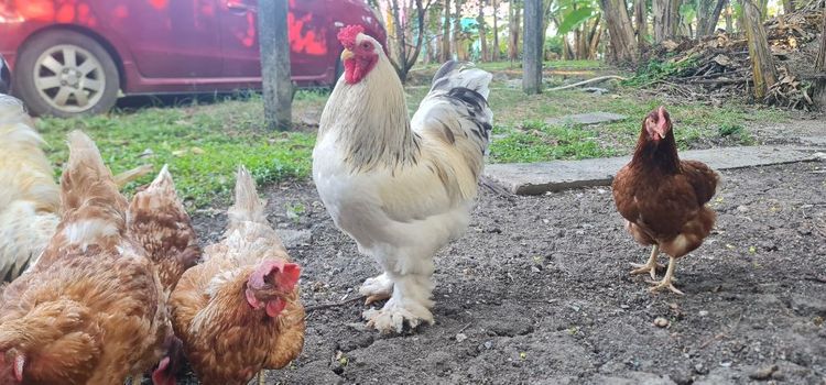 ไก่ยักษ๋บราม่า รูปที่ 6