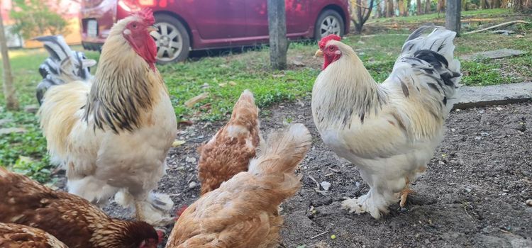 ไก่ยักษ๋บราม่า รูปที่ 7