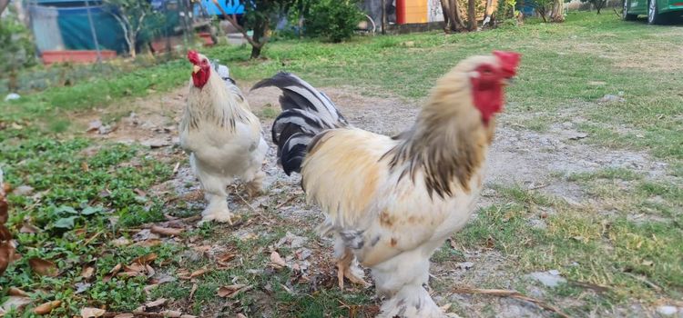 ไก่ยักษ๋บราม่า