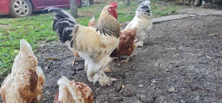 ไก่ยักษ๋บราม่า รูปที่ 9