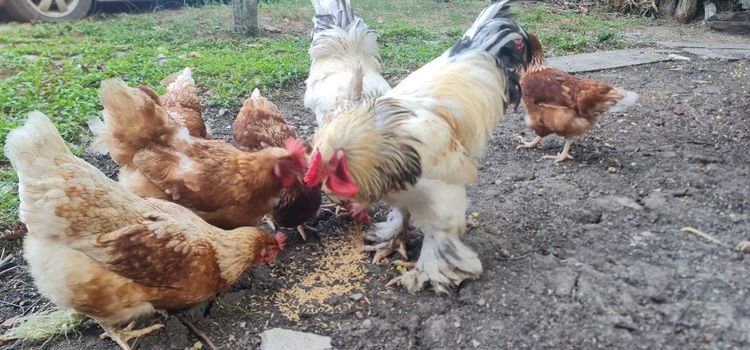 ไก่ยักษ๋บราม่า รูปที่ 10