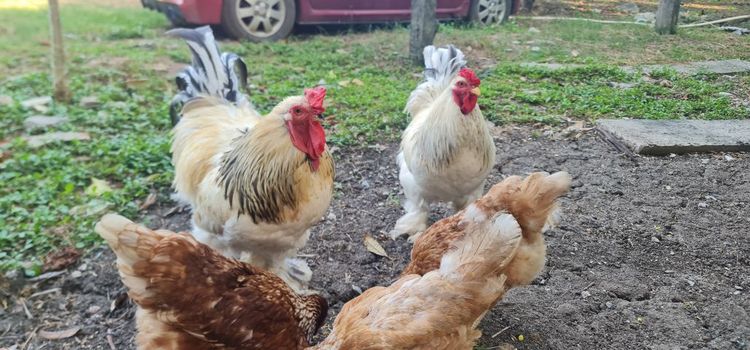 ไก่ยักษ๋บราม่า รูปที่ 8