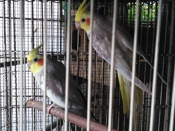 ค๊อกคาเทลคู่ พร้อมทำ รูปที่ 3