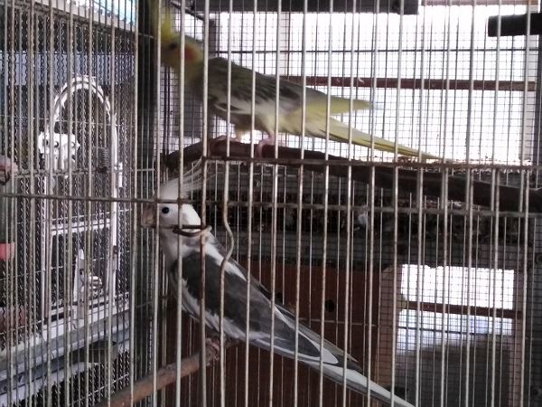 ค๊อกคาเทลคู่ พร้อมทำ