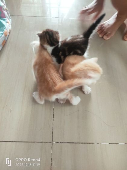 แมว รูปที่ 4