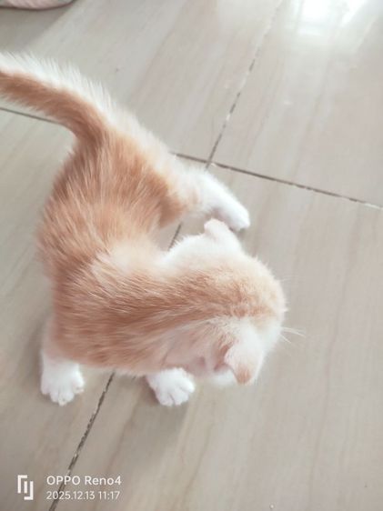 แมว รูปที่ 10