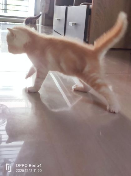 แมว รูปที่ 7