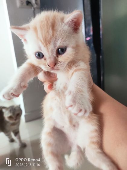 แมว รูปที่ 11