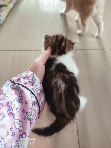 แมว รูปที่ 2