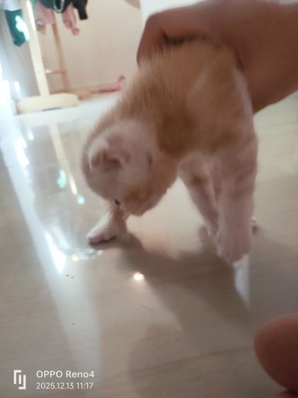 แมว รูปที่ 9