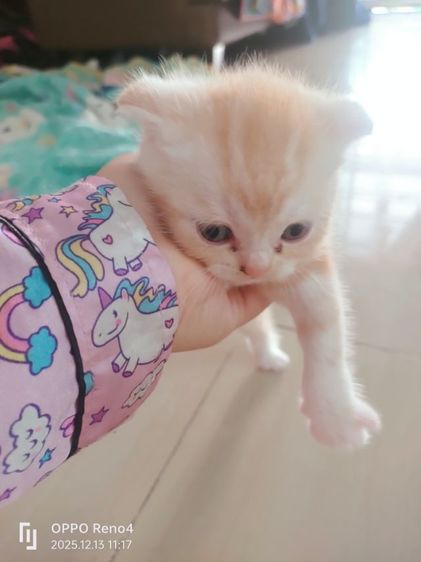 แมว รูปที่ 13