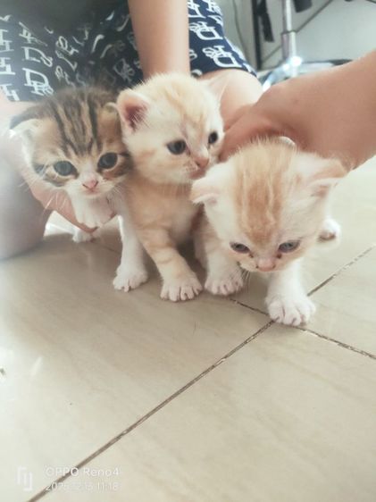 แมว รูปที่ 5