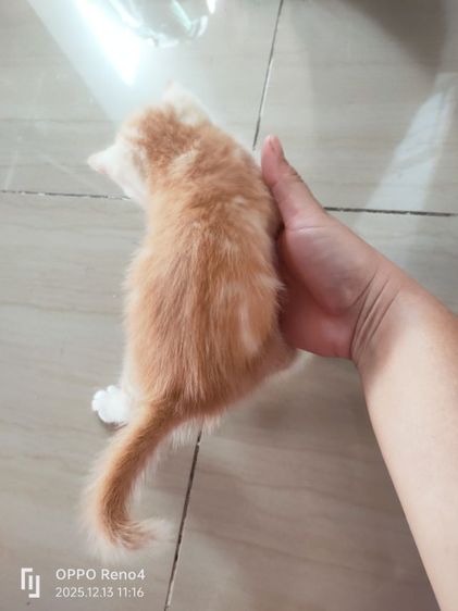 แมว รูปที่ 12