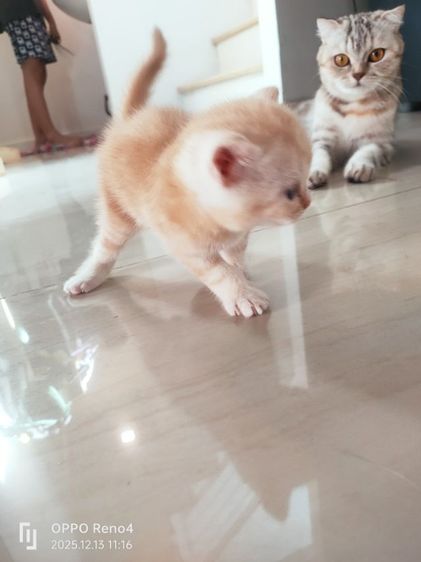 แมว รูปที่ 14