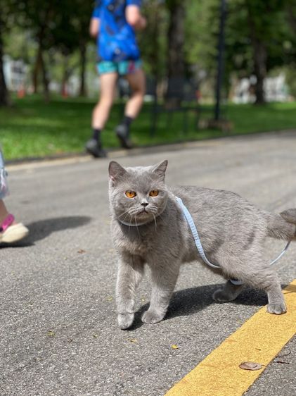 แมวบริติชตาส้ม รูปที่ 6