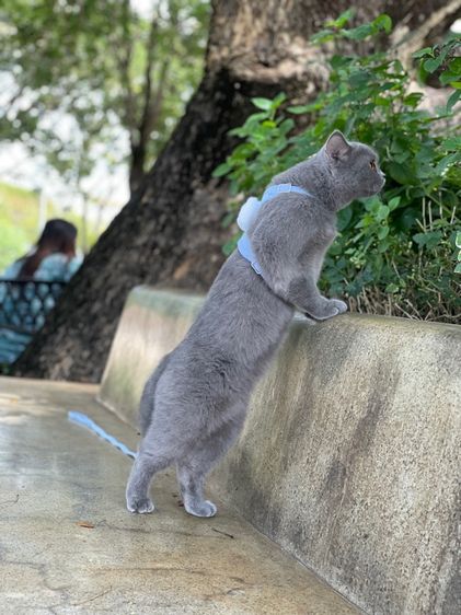 แมวบริติชตาส้ม รูปที่ 5